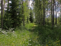 Munkhyttans NR, Västmanland.