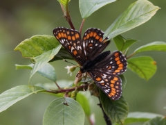 Asknätfjäril (Euphydryas maturna, Scarce Fritillary) Munkhyttans NR, Vstm.