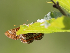 Asknätfjäril (Euphydryas maturna, Scarce Fritillary) Munkhyttans NR, Vstm.