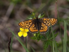 Väddnätfjäril (Euphydrias aurinia, Marsh Fritillary) Munkhyttans NR Vstm.