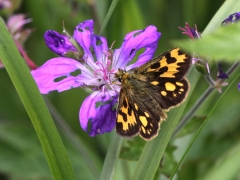 Svartfläckig glanssmygare, hona (Carterocephalus silvicola,  Northern Checquered Skipper) Munkhyttans NR Vstm.