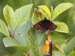 Sotnätfjäril (Melitaea diamina, False Heath Fritillary)  Munkhyttans NR Vstm.