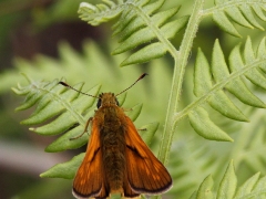 Ängssmygare (Ochlodes sylvanus, Large Skipper) Munkhyttans NR Vstm.