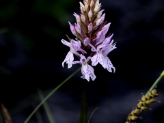 Skogsnycklar (Dactylorhiza praetermissa, Southern Marsh-orchid.)