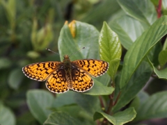 Brunfläckig pärlemorfjäril (Boloria selene, Small Pearl-bordered Fritillary).