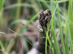 Sotnätfjäril, puppa (Melitaea diamina, False Heath Fritillary).