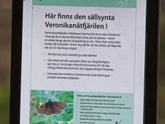 Information om den akut hotade veronikanätfjärilen.