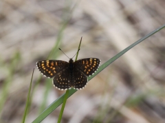 Sotnätfjäril (Melitaea diamina, False Heath Fritillary) en av de arter som kan förväxlas med veronikanätfjärilen. Dold lokal.