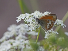 Pärlgräsfjäril (Coenonympha arcania, Pearly Heath) Dold lokal.