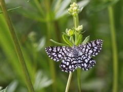 Rutig buskmätare (Chiasmia clathrata, Latticed Heath)