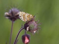 Skogsnätfjäril (Melitaea athalia, Woodland Brown) den art som är mest lik veronikanätfjärilen.