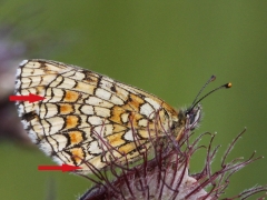 Skogsnätfjäril (Melitaea athalia, Woodland Brown) är den art som är mest lik veronikanätfjärilen. Den översta pilen pekar på den blekgula sömllinjen som kontrasterar mot de vita halvmånarna. Den nedersta pilen pekar ut en karaktär(odelad cell) som nu inte betraktas som särskiljande.