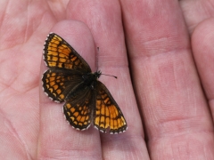 Veronikanätfjäril (Melitaea britomartis,  Assmann's Fritillary). Dold lokal. Troligen utdöd.