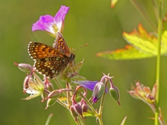 Veronikanätfjäril (Melitaea britomartis,  Assmann's Fritillary). Dold lokal.