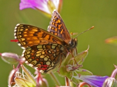 Veronikanätfjäril (Melitaea britomartis,  Assmann's Fritillary). Den nedre pilen pekar på tudelad cell - en karaktär som inte längre betraktas giltig.