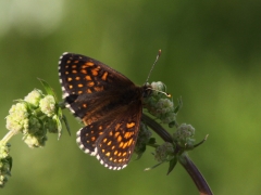 Sotnätfjäril (Melitaea diamina, False Heath Fritillary). Dold lokal.