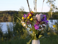 Snart är det midsommar. Barken, Dalarna.