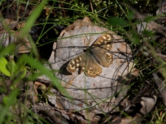 Kvickgräsfjäril Pararge aegeria Speckled Wood, Alderängarna, Dalarna