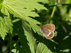 Brun gräsfjäril Coenonympha hero scarce heath Alderängarna, Dalarna