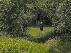 Alderängarna. Dalarna.