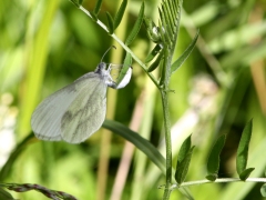 Skogsvitvinge (Leptidea sinapis, Wood White) Alderängarna. Dalarna.