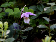 Norna Calypso bulbosa. En mytospunnen orkide´ som fått namn efter en nordisk ödesgudinna.