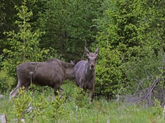 Älgar på lappugglelokal i Jämtland.