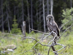 Lappuggla (Strix Nebulosa, Great Grey Owl) Jämtland.