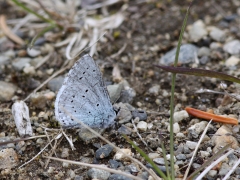 Tosteblåvinge (Celastrina argiolus, Holly Blue) Sorsele, Lycksele Lappmark.