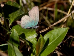 Grönsnabbvinge (Callophrys rubi, Green Hairstreak) Ljusselsstugan, Arvidsjaur.