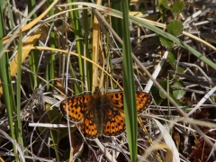 Prydlig pärlemorfjäril (Boloria euphrosyne) Kurravaara, Jukkasjärvi, T lm.