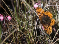 Friggas pärlemorfjäril (Boloria frigga, Frigga's Fritillary) Kurravaara, Jukkasjärvi, T lm.