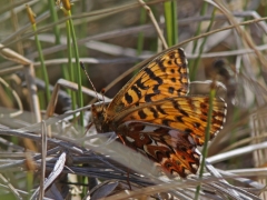 Frejas pärlemorfjäril (Boloria freija, Freija Fritillary) Kurravaara, Jukkasjärvi, T lm.