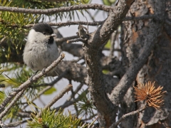 Talltita (Poecile montanus, Willow Tit) Kurravaara, Jukkasjärvi, T lm.