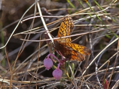 Friggas pärlemorfjäril (Boloria frigga, Frigga's Fritillary) Kurravaara, Jukkasjärvi, T lm.