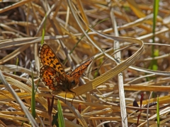 Prydlig pärlemorfjäril (Boloria euphrosyne) Kurravaara, Jukkasjärvi, T lm.