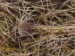 Disas gräsfjäril (Erebia disa, Disa Alpine) Krokvik, En skygg fjäril som lever i mossar och myrar. Om den stöts flyger den långt, störtdyker ner i vegetationen och gömmer sig. En fotografs mardröm. Jukkasjärvi, T lm