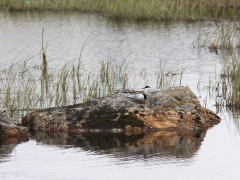 Silvertärna Sterna paradisaea Arctic Tern, Abisko Östra