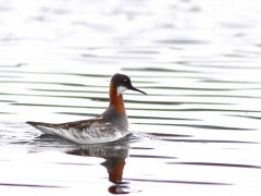 Smalnäbbad simsnäppa Phalaropus lobatus Red-necked Phalarope, Abisko Östra