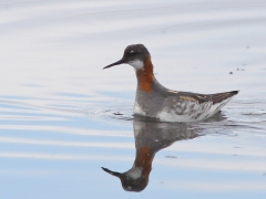 Smalnäbbad simsnäppa Phalaropus lobatus Red-necked Phalarope, Abisko Östra