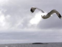 Fiskmås Larus canus Common Gull