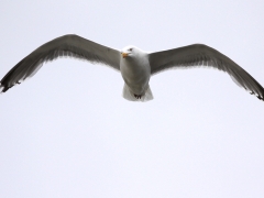 Gråtrut Larus argentatus European Herring Gull