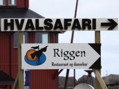 Valsafari utgår från Andenes och om man inte lyckas få se någon val får man kostnadsfritt en ny resa.