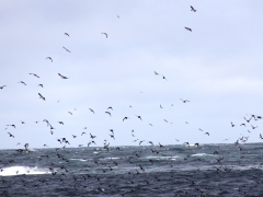 Lunnefågel Fratercula arctica Atlantic Puffin