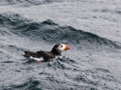 Lunnefågel Fratercula arctica Atlantic Puffin