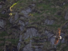 Havsörn (Haliaeetus albicilla White-tailed Eagle) på spaning