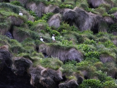 Lunnefågel Fratercula arctica Atlantic Puffin poserar utanför sina bohålor.