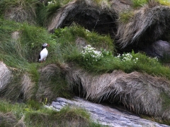 Lunnefågel Fratercula arctica Atlantic Puffin