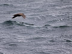 Kustlabb Stercorarius parasiticus Arctic Skua