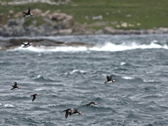 Lunnefågel Fratercula arctica Atlantic Puffin